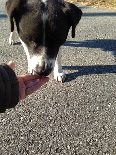 猫カフェ【ブラン】　明日open！_e0188009_1156784.jpg