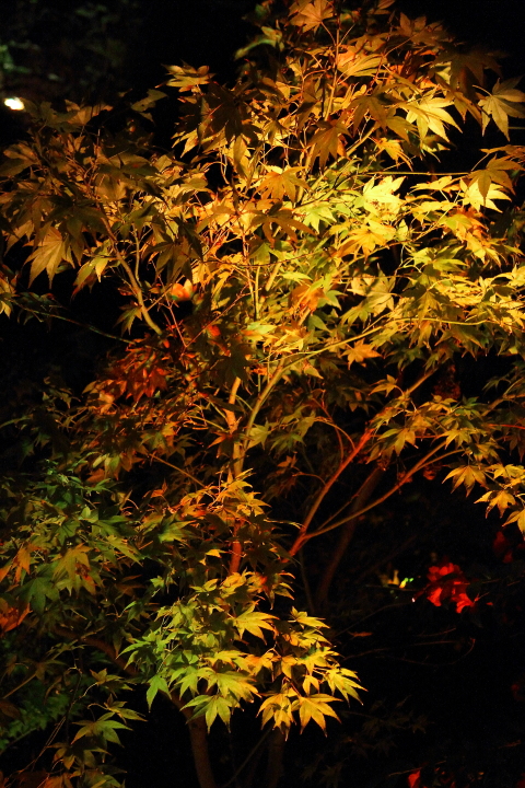 まだ紅葉には少し早い夜_b0190710_0143531.jpg