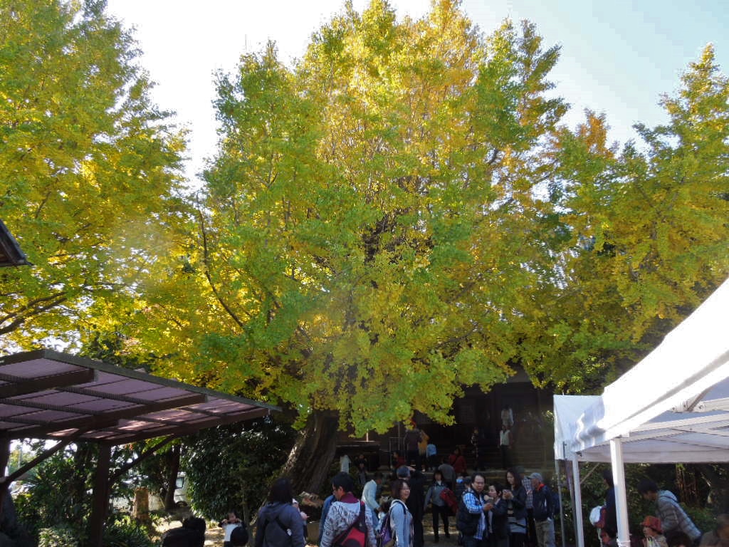 「黄葉まつり 141122」_a0120513_18243381.jpg