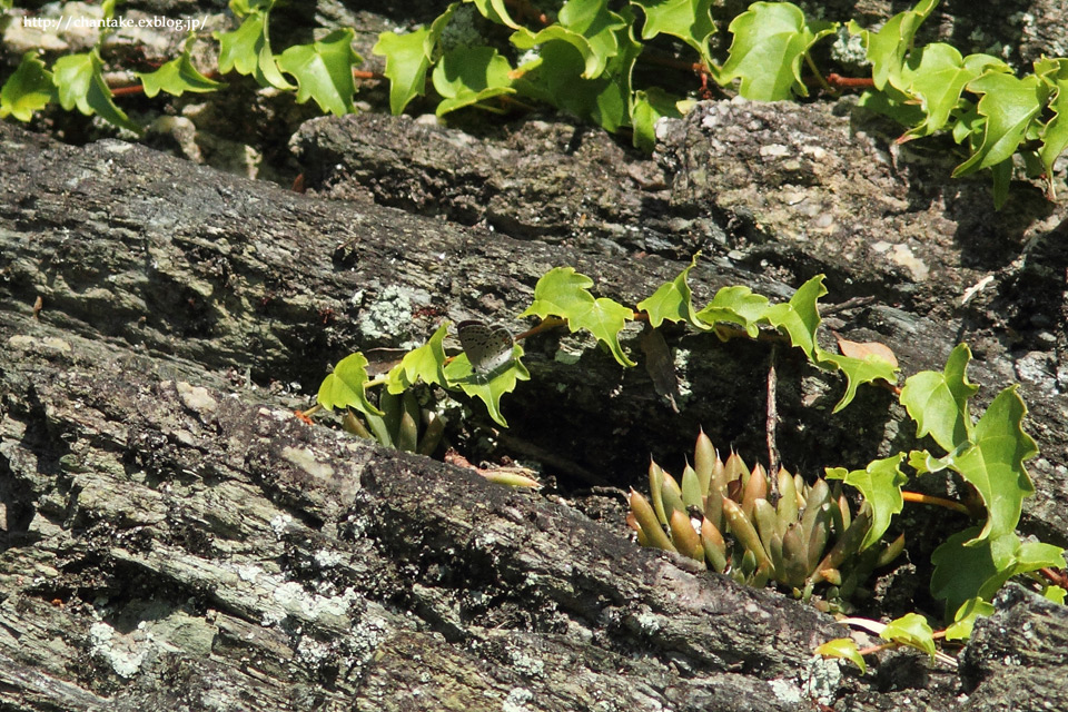 c0189013_7404555.jpg