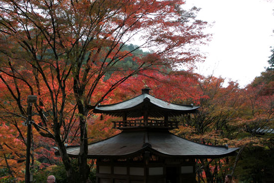 14紅葉めぐり 28おたぎ(愛宕)寺_e0048413_19532399.jpg