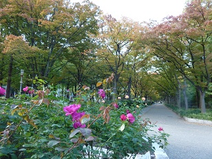 靭公園のバラと紅葉_a0177314_2334642.jpg