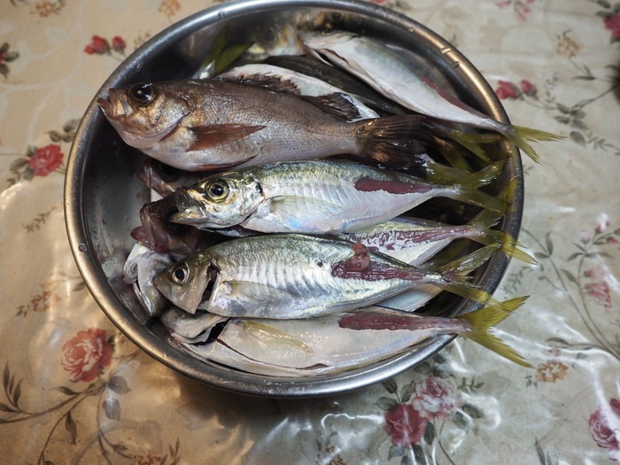 夫の釣果_c0116915_2359495.jpg