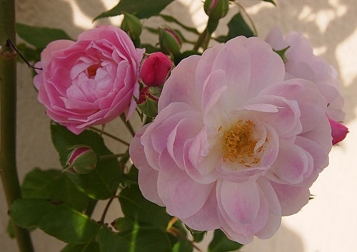 今日の庭から・・・薔薇とビオラなど_a0067720_20333343.jpg
