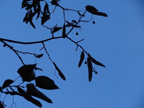 f0000521_08365835.jpg