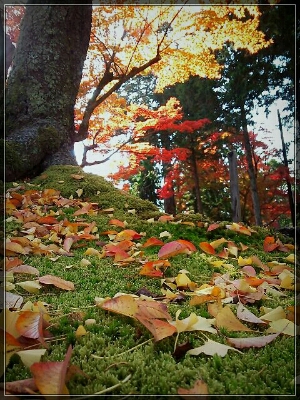 ［曼殊院］紅葉2014_d0277422_2259094.jpg