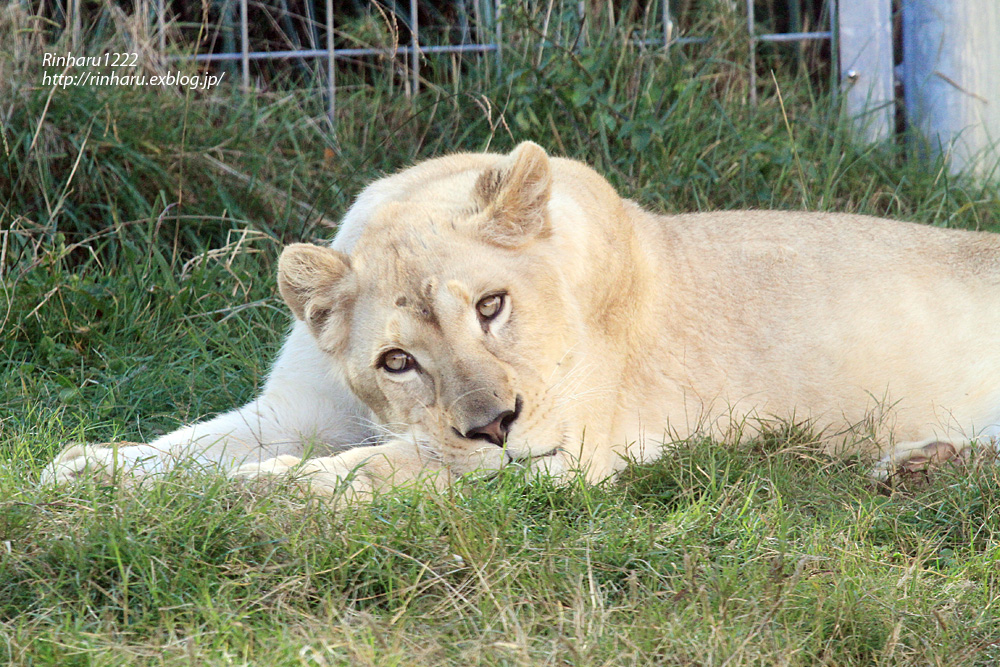 2014.11.22 伊豆アニマルキングダム☆ホワイトライオンのパール【White lion】_f0250322_22505071.jpg