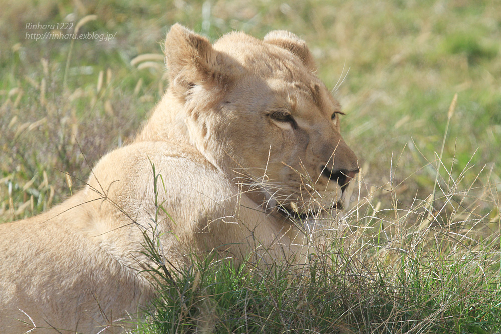 2014.11.22 伊豆アニマルキングダム☆ホワイトライオンのパール【White lion】_f0250322_22505556.jpg