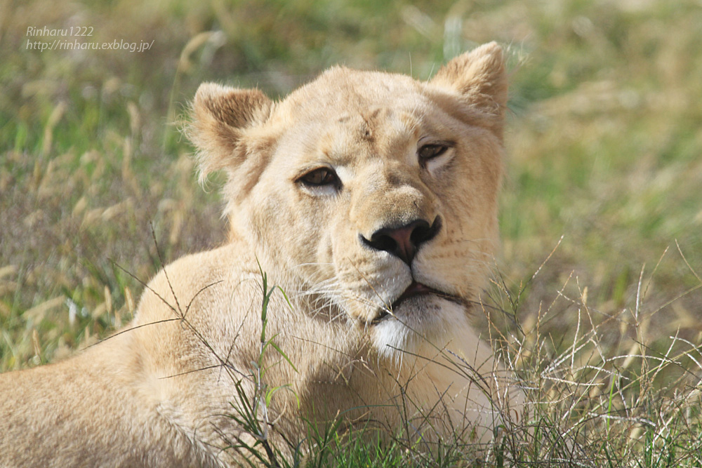 2014.11.22 伊豆アニマルキングダム☆ホワイトライオンのパール【White lion】_f0250322_22505932.jpg