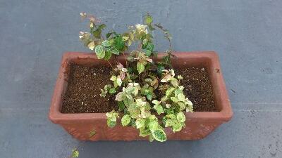 f0339422_1133593.jpg