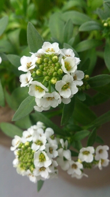 f0339422_1793965.jpg
