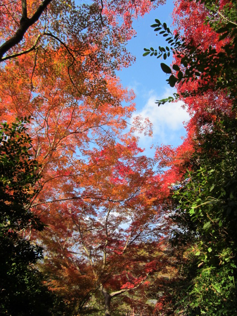 そうだ 京都、行こう。_f0319323_22362016.jpg