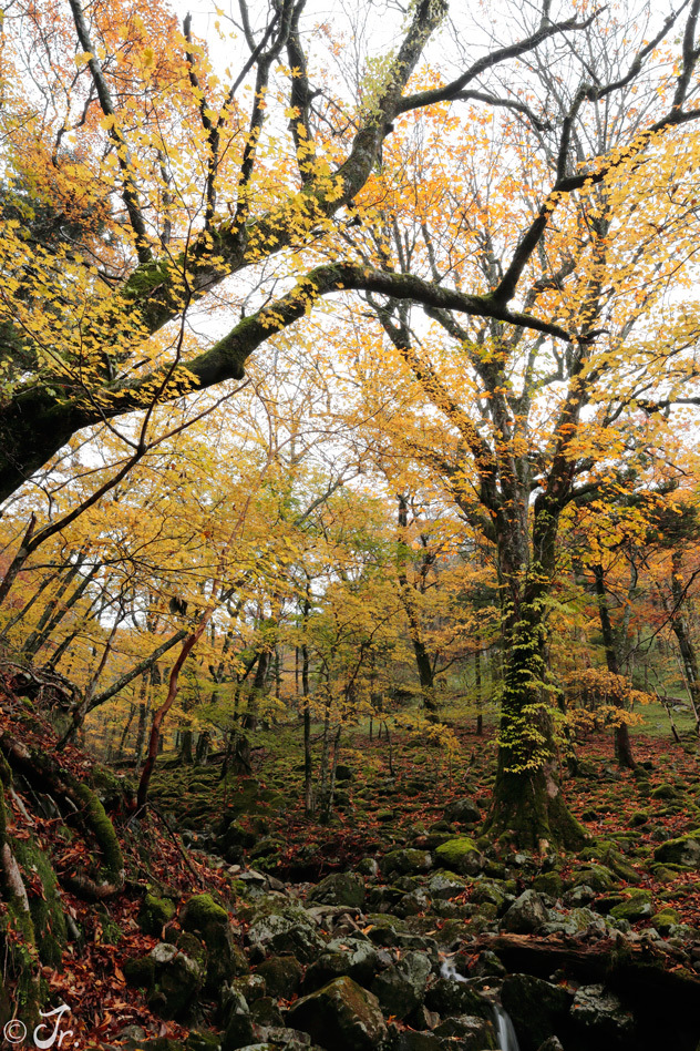 紅葉の大台ケ原DW_a0313234_04570482.jpg