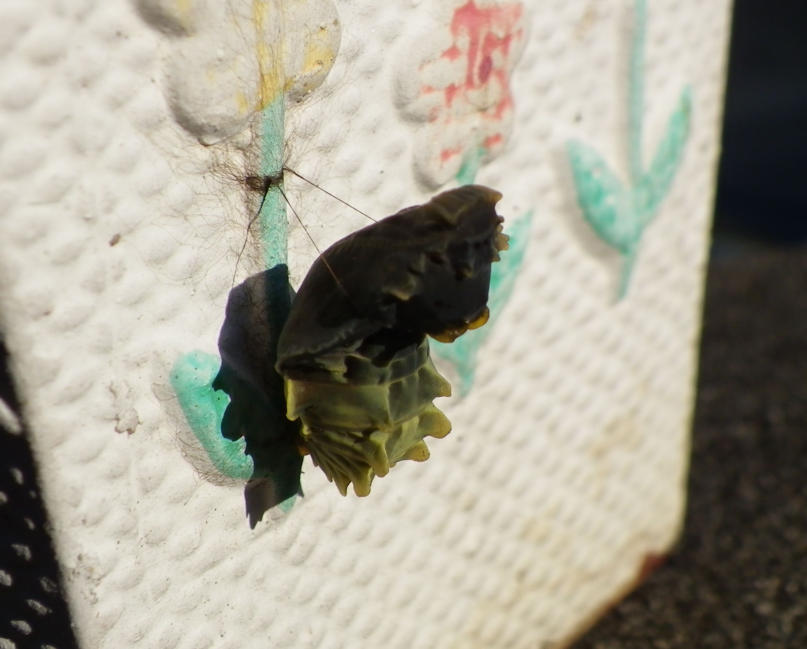 ジャコウアゲハ　11月22日　庭にて放蝶_d0254540_15491543.jpg