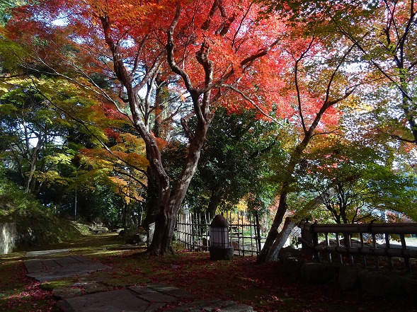 苗秀寺の紅葉_b0299042_20105575.jpg