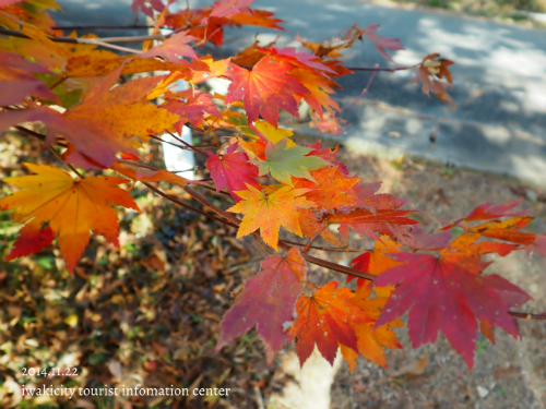 閼伽井嶽薬師常福寺の紅葉　［平成26年11月22日（土）更新］_f0105342_17363068.jpg