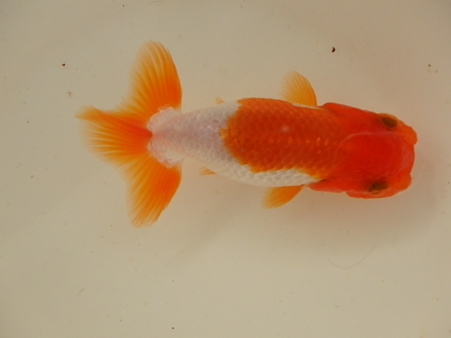 f0334143_9502951.jpg