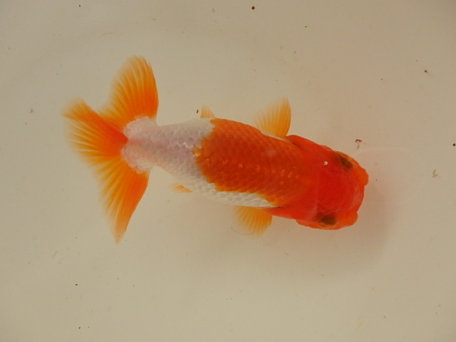 f0334143_9503830.jpg