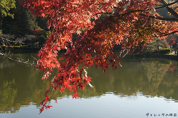 【その他】薬師池公園の紅葉　　　　　　　　　　　-2014.11.22-_b0002644_17455910.jpg