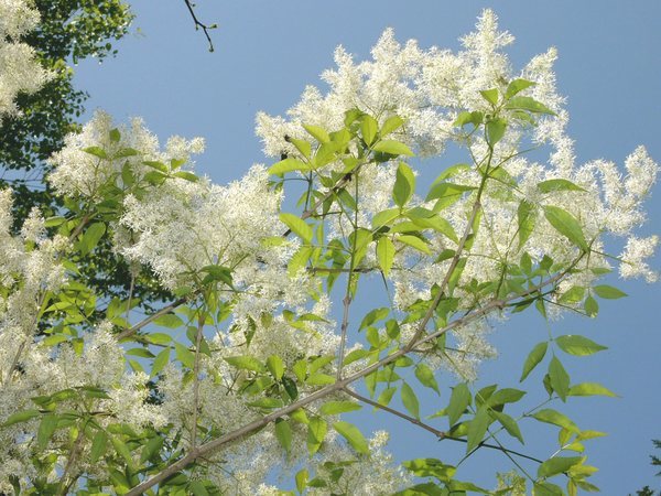 山に咲く白い花 三種 対馬から発信 無垢材のススメ 山に咲く白い花 三種 対馬から発信 無垢材のススメ