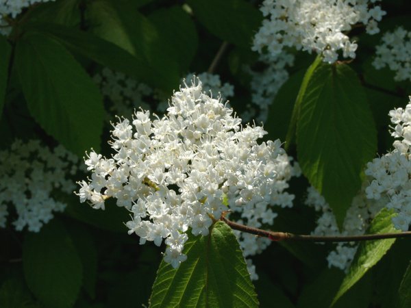 山に咲く白い花 三種 対馬から発信 無垢材のススメ