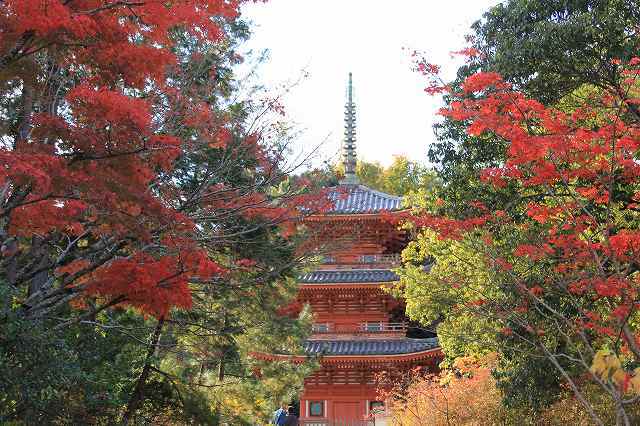 １１月１８日　宝福寺の紅葉_f0340155_16382570.jpg