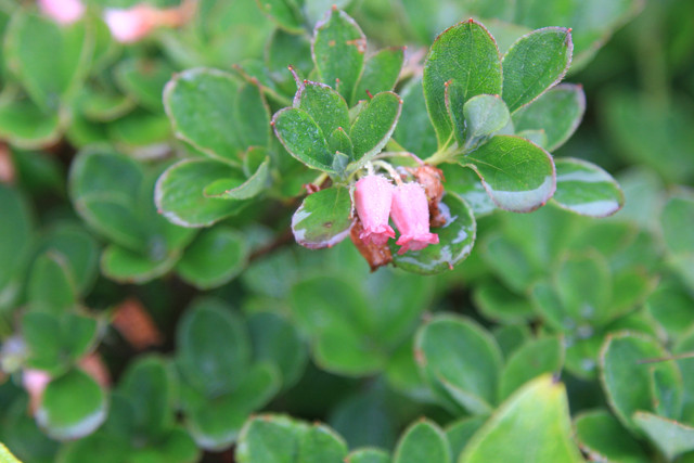 早池峯西尾根の花っこ_c0337257_12280003.jpg