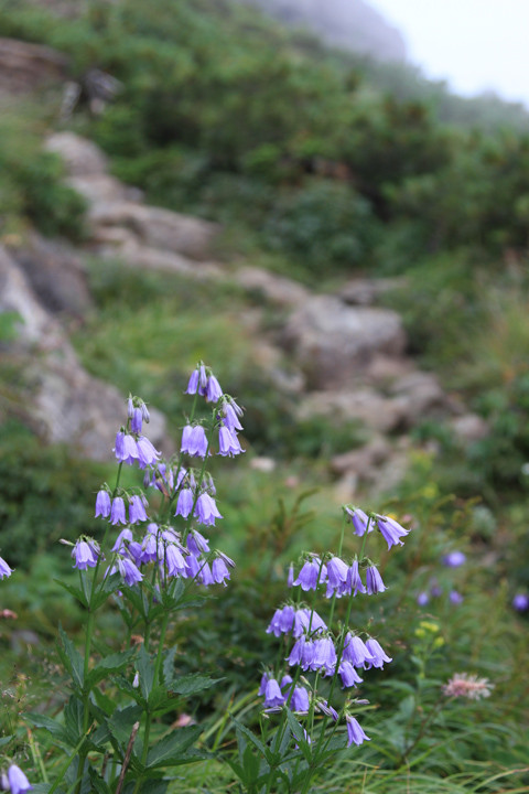 早池峯西尾根の花っこ_c0337257_12280144.jpg