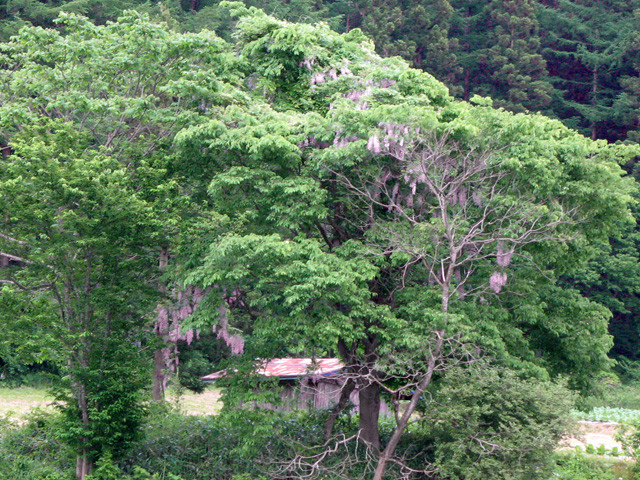 山猫的遠野遺産②_c0337257_12285366.jpg