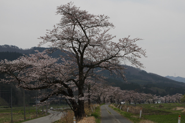 眠り桜_c0337257_12294834.jpg