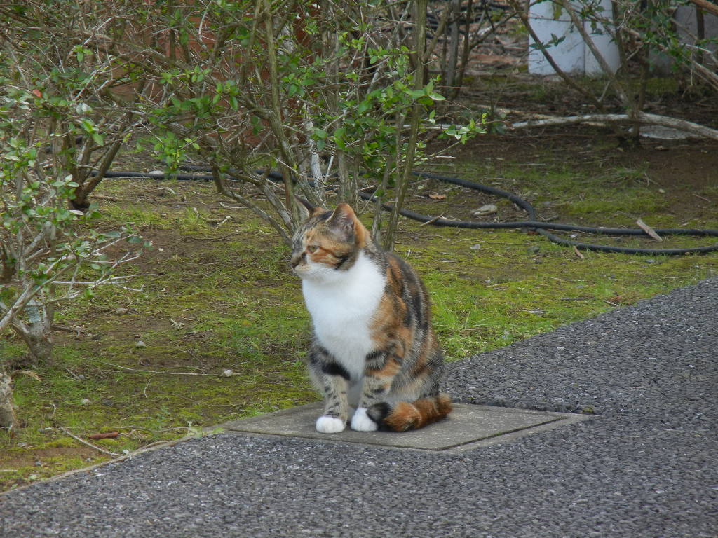 ’14,11,22(土)ウクレレと散歩と紅葉!_f0060461_20123155.jpg