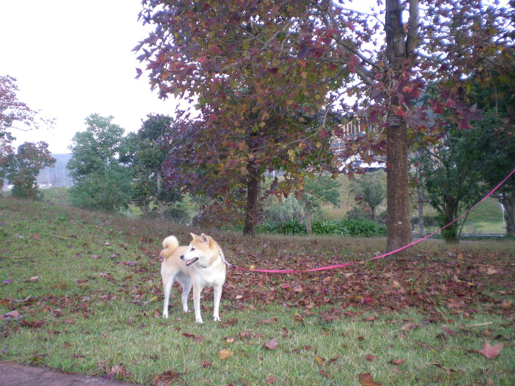 ’14,11,22(土)ウクレレと散歩と紅葉!_f0060461_20313487.jpg
