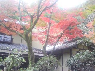 箕面山の紅葉2014_f0150767_17411182.jpg