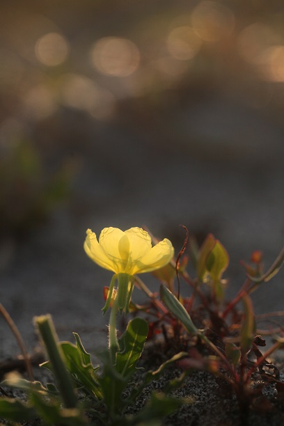 夕陽に向かって_e0304170_2383967.jpg