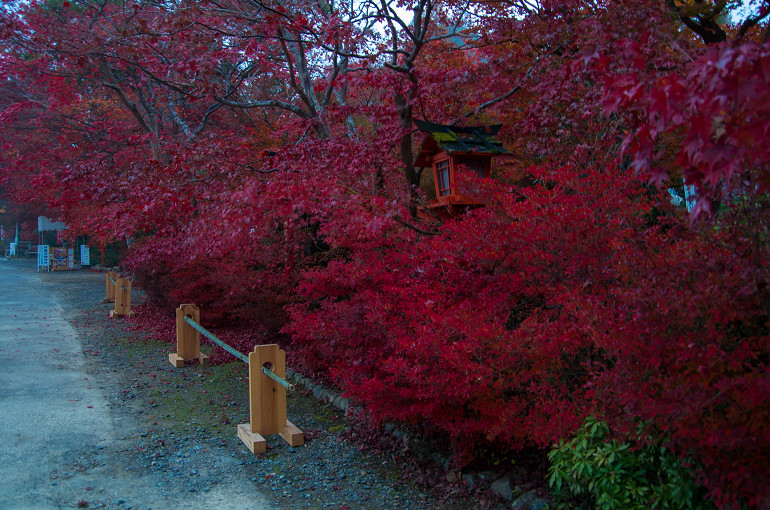 早朝の鍬山神社_f0303870_21271299.jpg