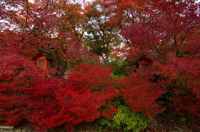 早朝の鍬山神社_f0303870_2129330.jpg