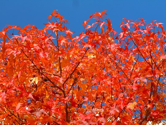 路傍の花、樹々の鳥（53）　～　紅葉一色のはずだが　・・・　～_b0102572_1702330.jpg