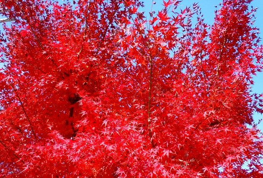 路傍の花、樹々の鳥(53) ~ 紅葉一色のはずだが ・・・ ~_b0102572_1704743.jpg