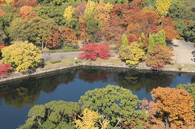 大坂城の紅葉_f0259373_14492235.jpg