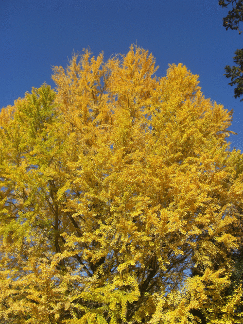 c0095679_1974284.gif