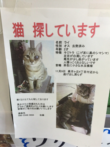 岐阜県可児市で迷子猫。 : 猫の住処 naoko☆diary