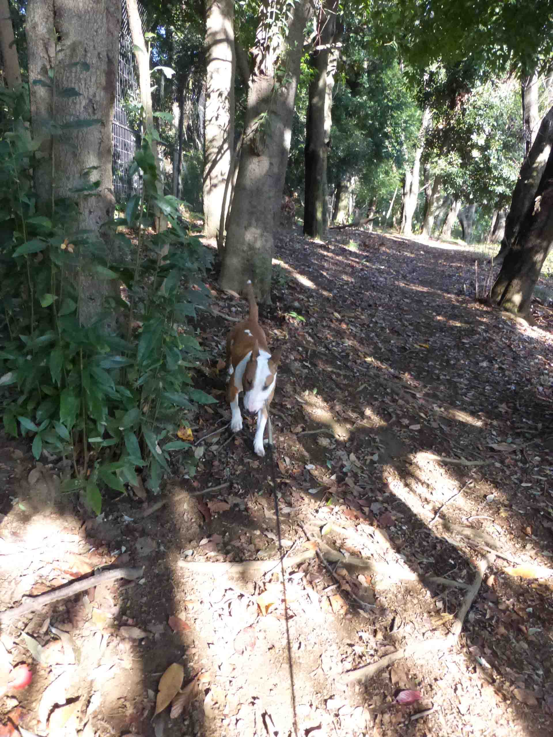 砧公園で素敵な犬たちに会った_b0349589_21292571.jpg