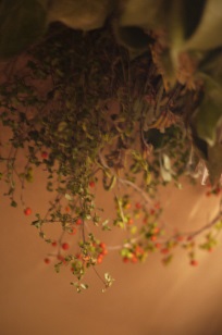 ②追加入荷しました「フボーと植物展 白3」_f0226293_859917.jpg