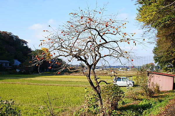 散歩道の秋_c0137000_1328390.jpg