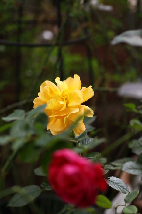 d0248502_6253941.jpg