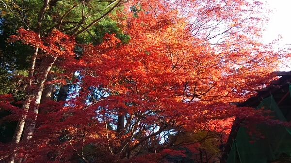 紅葉(もみじ)＊横蔵寺_d0306603_22491139.jpg