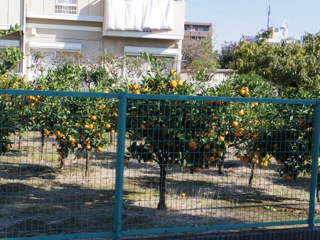 e0197503_2371333.jpg