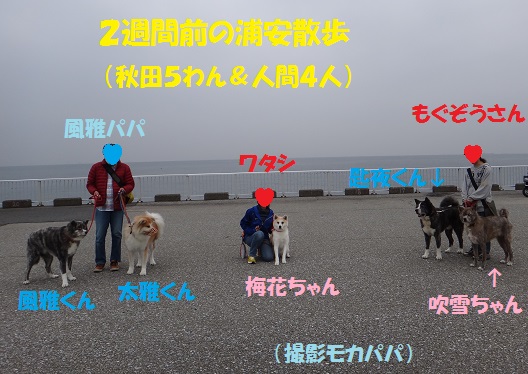 犬社会を学び中～！_f0121712_083245.jpg