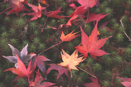 14紅葉めぐり34 圓光寺_e0048413_2211389.jpg