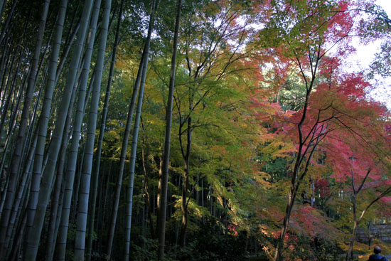 14紅葉めぐり34 圓光寺_e0048413_221685.jpg